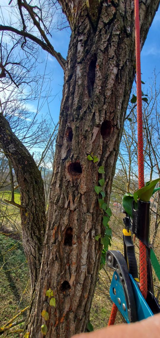 Überprüfung von Baumhöhlen. 